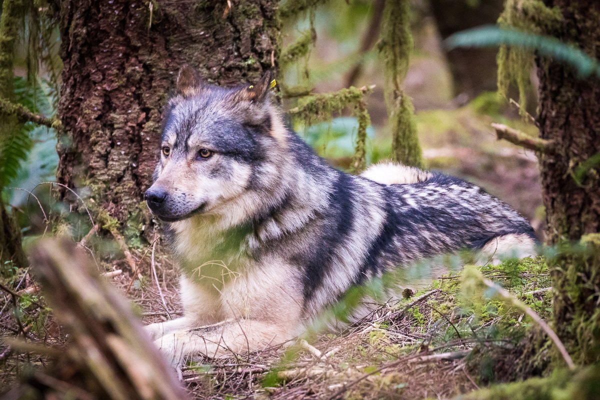 TJWattPhoto's tweet image. Here are photos of the lone wolf, #Takaya, which I captured just this past Sunday in the San Juan Valley near Port Renfrew. Tragically, Takaya was shot and killed Tuesday near Shawnigan Lake, making these likely the last images of him still alive.
