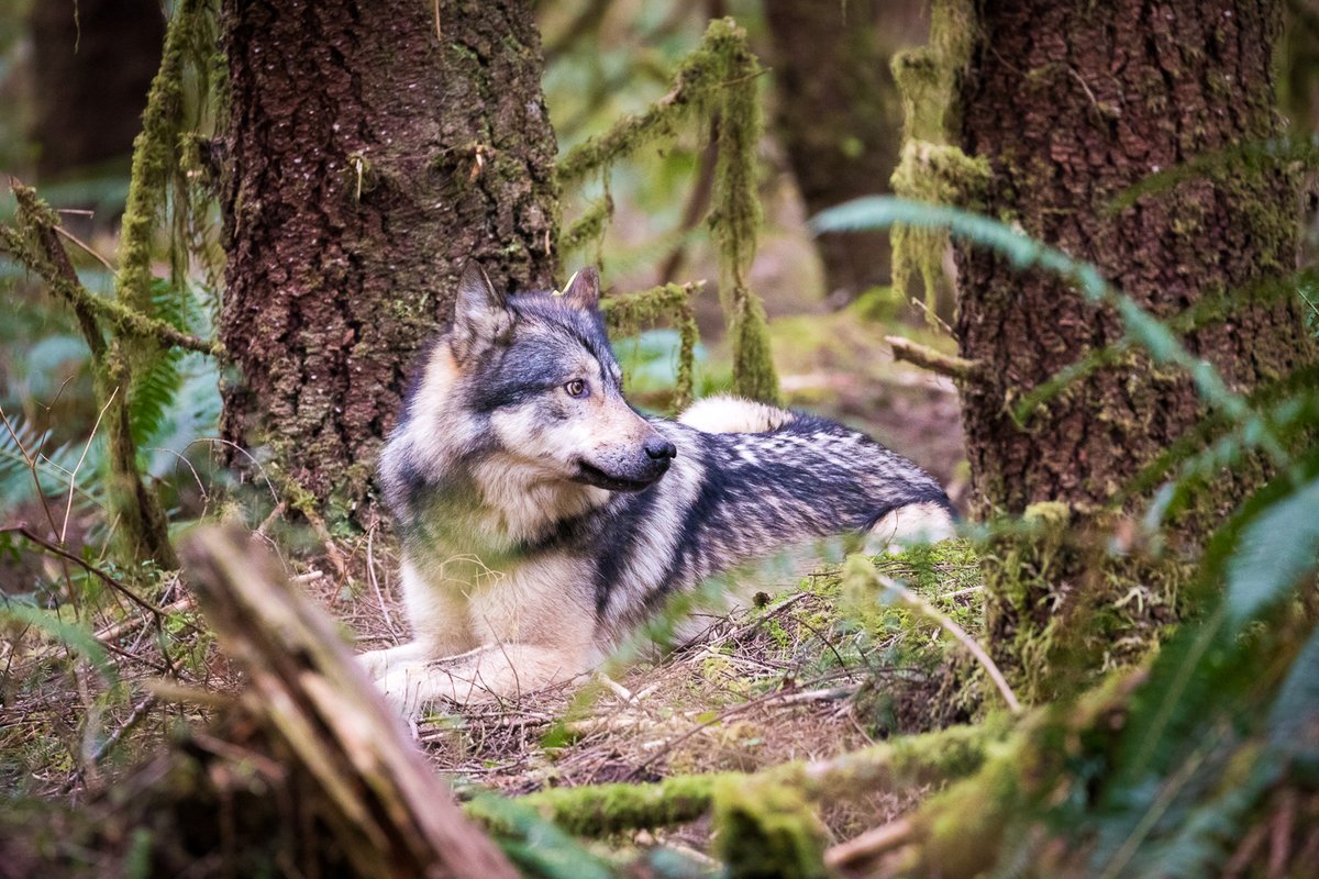 TJWattPhoto's tweet image. Here are photos of the lone wolf, #Takaya, which I captured just this past Sunday in the San Juan Valley near Port Renfrew. Tragically, Takaya was shot and killed Tuesday near Shawnigan Lake, making these likely the last images of him still alive.
