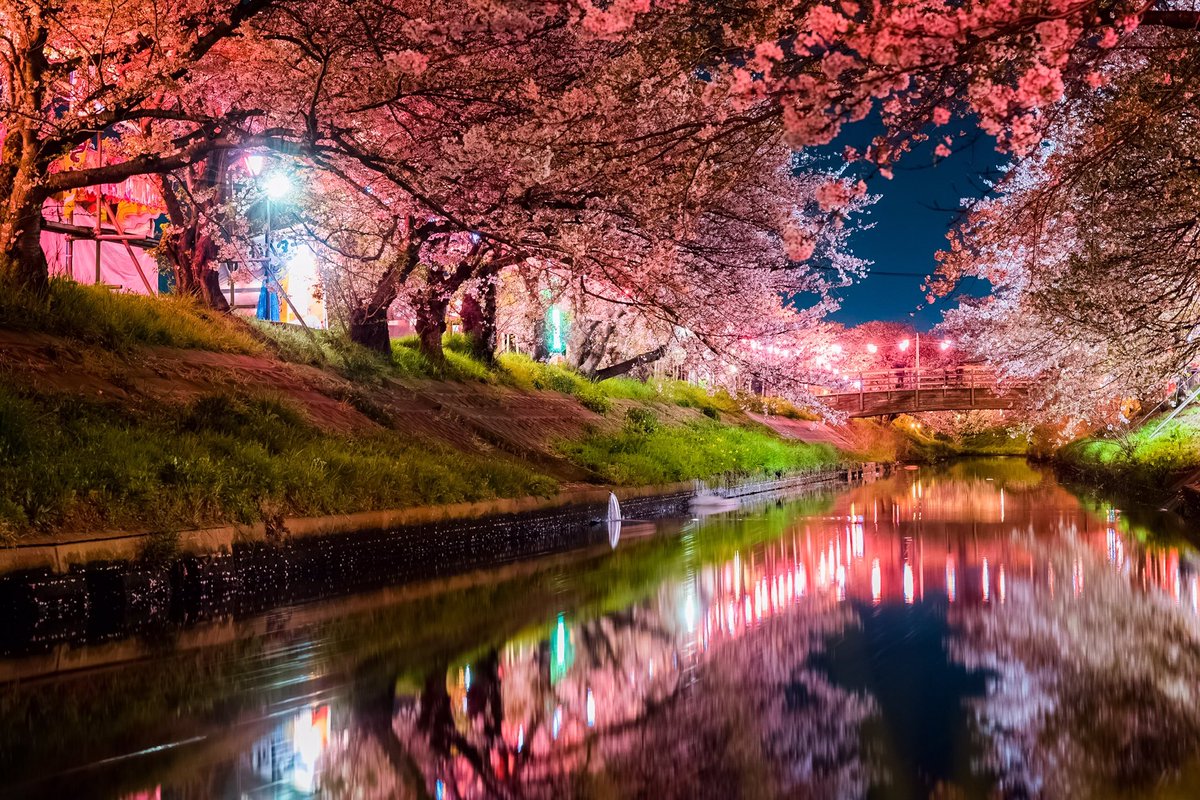 Ray 大学生 今年はコロナで夜桜を楽しめない人のために 千葉県の秘境夜桜ライトアップを もう春は近いですよ 夜桜 お花見 コロナ Ray 大学生 今年はコロナで夜桜を楽しめない人のために 千葉県の秘境夜桜ライトアップを もう春は近いですよ 夜桜 お花見 コロナ
