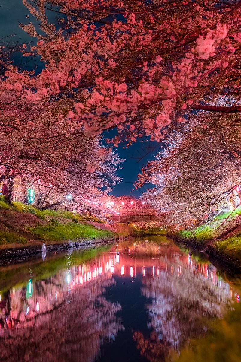 Ray 大学生 今年はコロナで夜桜を楽しめない人のために 千葉県の秘境夜桜ライトアップを もう春は近いですよ 夜桜 お花見 コロナ Ray 大学生 今年はコロナで夜桜を楽しめない人のために 千葉県の秘境夜桜ライトアップを もう春は近いですよ 夜桜 お花見 コロナ
