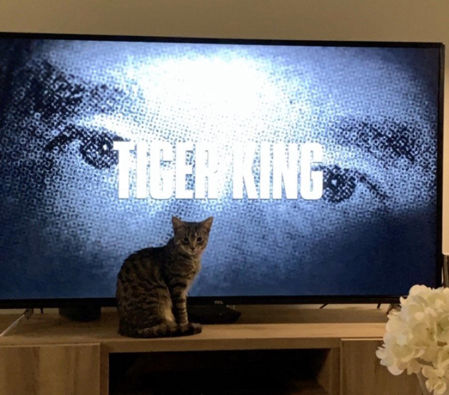 Started watching Tiger King last night and now I think my cat is going to kill me in my sleep