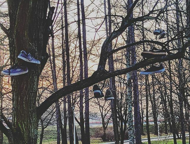 Grzanqa's tweet photo. #sunset #tree #nature #skate #skatelife #nike #vans #picoftheday #kokosza #rubma #style #shoes https://t.co/dZXAepiAst https://t.co/lw2sCnA4Pf