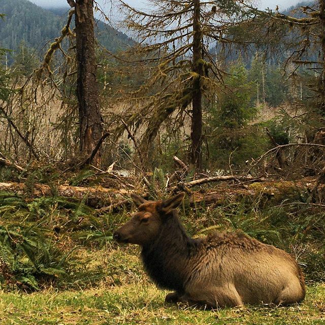 rplatz's tweet photo. I could have reached out &amp; pet this elk! However, I was super grateful I was in a car... they’re HUGE 😳😃! https://t.co/pVBmP6lLmk https://t.co/xhSRfipRdm