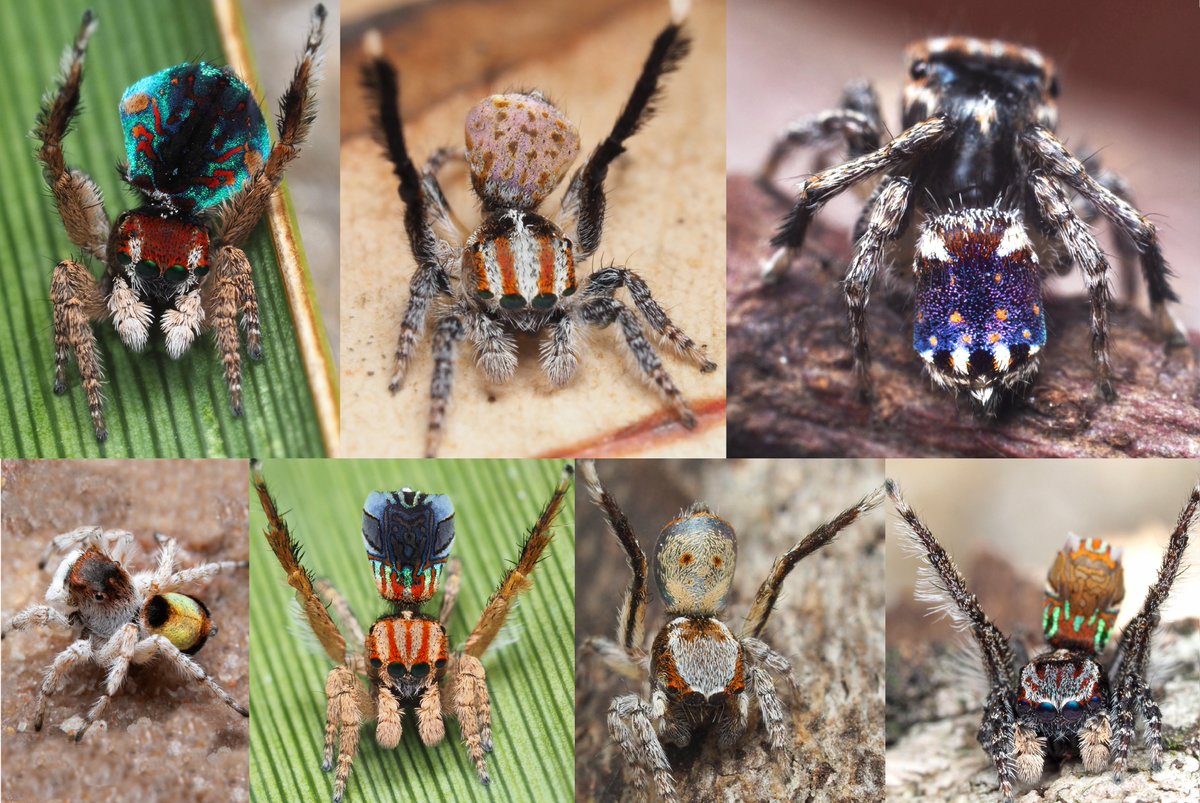 Joseph Schubert 🕷️ tweet media