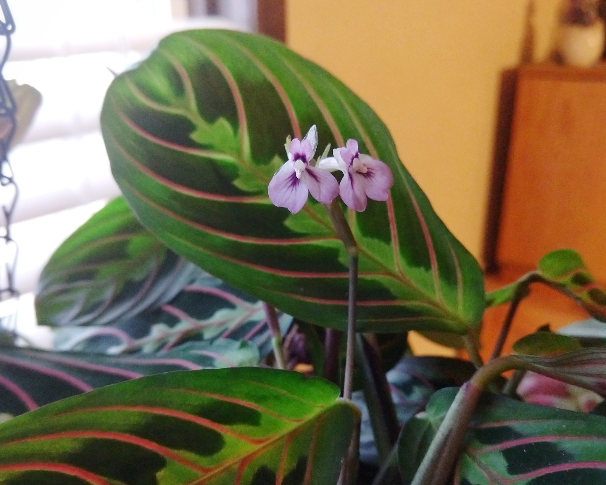 Prayer plant flower deals
