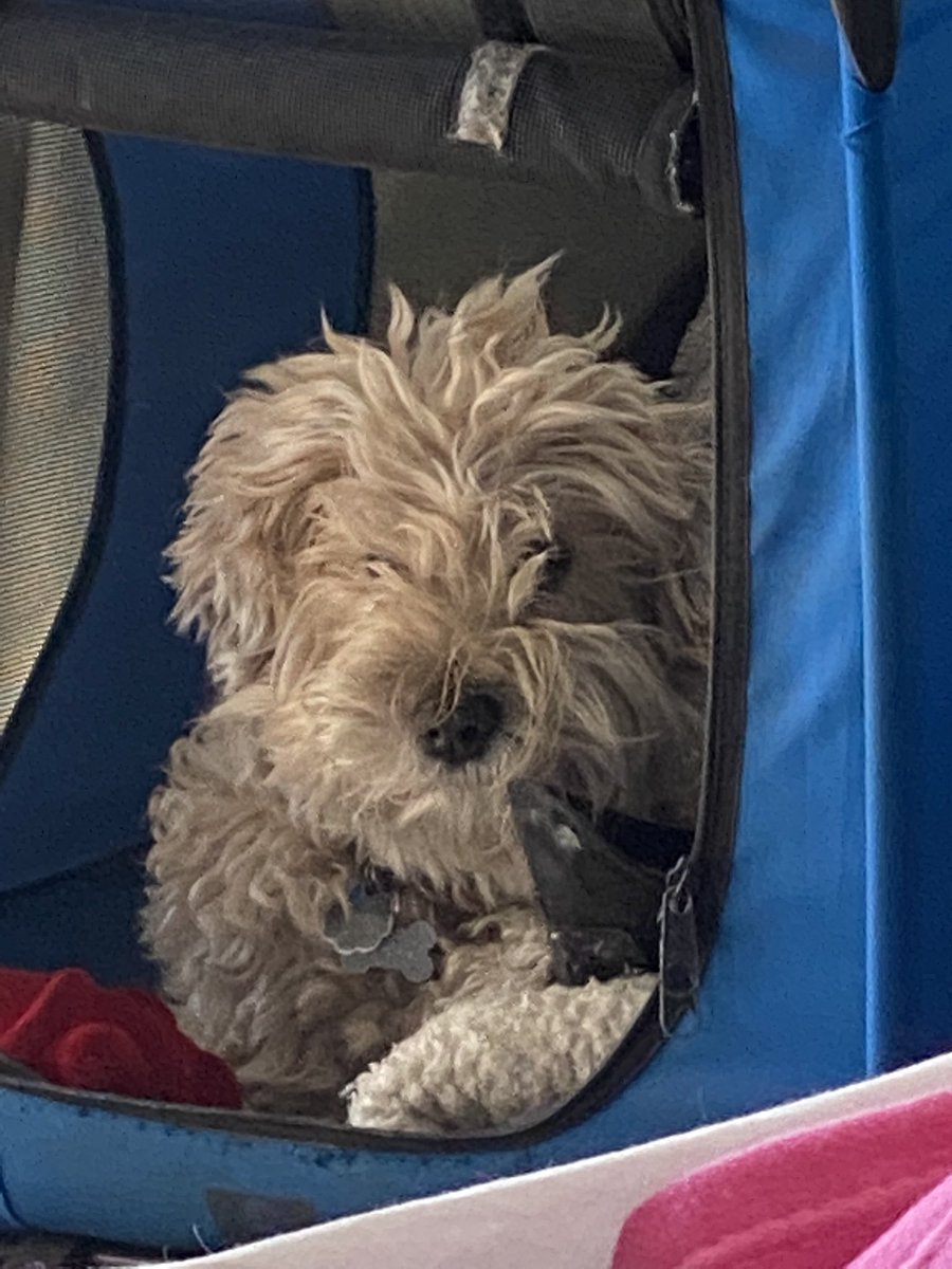 JessieTheRoo's tweet photo. I’ve got my #COVID2019  face on.  #wheaten #terrier #dogs https://t.co/d7Soq80WnD