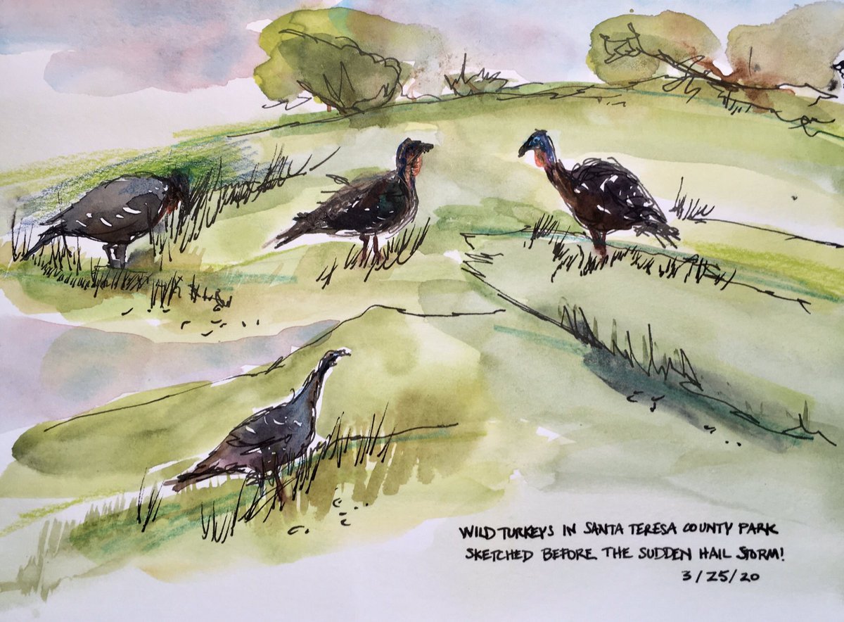sumacm's tweet image. Wild turkeys, California quail. That’s what’s up in my neighborhood. #keepsketching #California #birdsketching #uskathome #shelterinplace #sanjoseca
