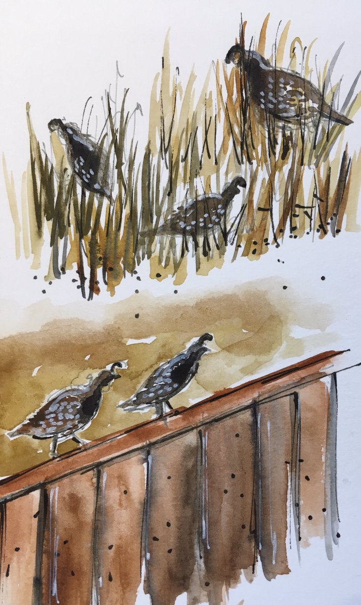 sumacm's tweet image. Wild turkeys, California quail. That’s what’s up in my neighborhood. #keepsketching #California #birdsketching #uskathome #shelterinplace #sanjoseca