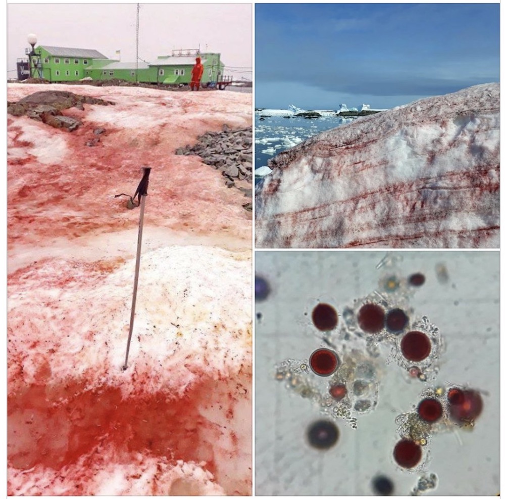 In February -- summer in Antarctica -- blood-red snow appeared across the Antarctic Peninsula. Read more at bit.ly/2JjGTy4.