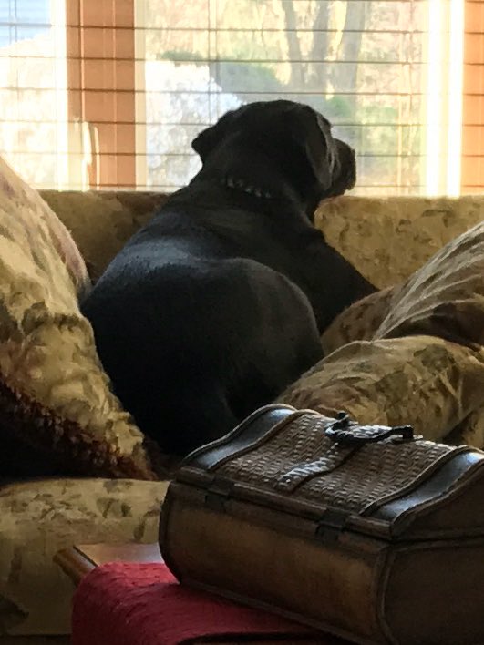 WerchinskiTMS's tweet photo. Captain’s Log: Day 9: Mommy started heading toward my couch. I scooted over to her spot &amp; made it clear she wasn’t sitting there...#TobyVHI https://t.co/gaaAoT1Nq0