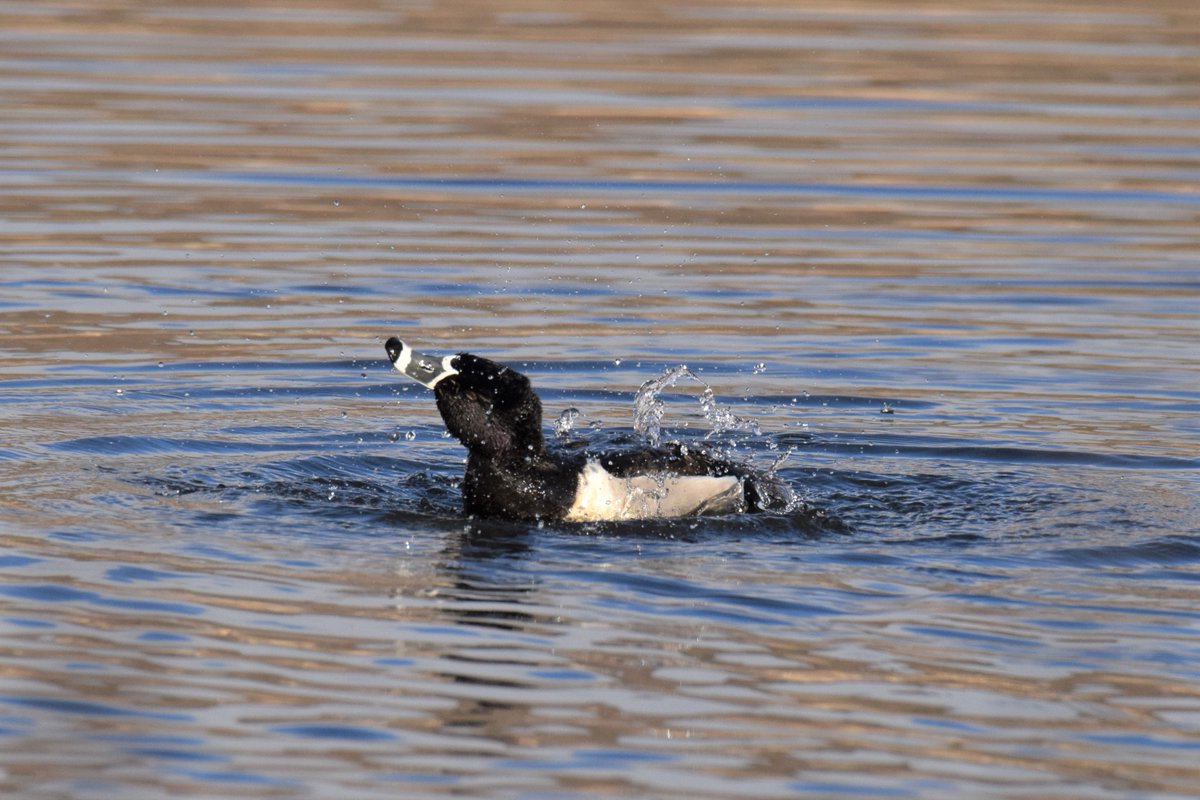 Sonnenbird's tweet photo. This ring-necked duck washed it's whole body for at least 3 min. Really puts our 30 sec hand washing for #COVID19 to shame #ducks #bodywashing https://t.co/E3hYWfKZ8h