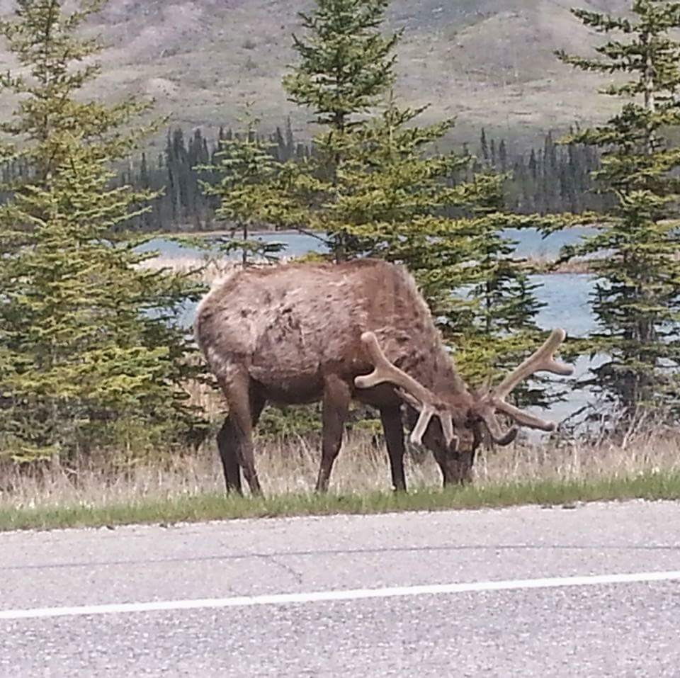 Jasper Alberta
