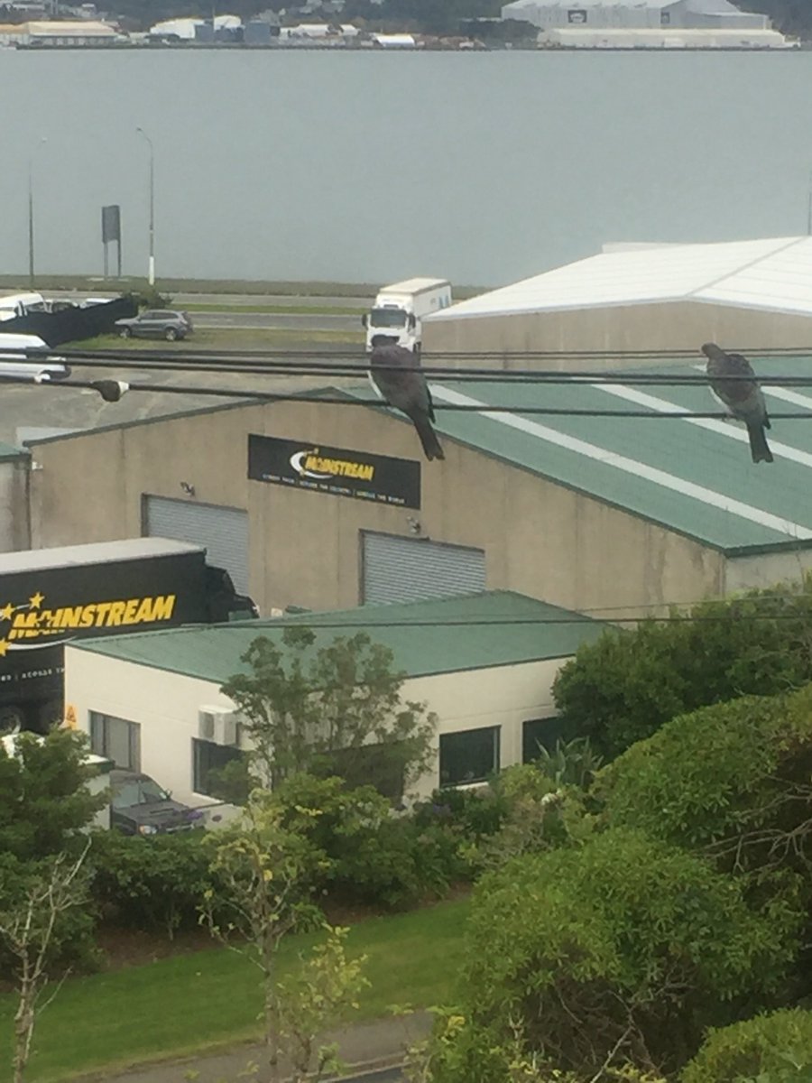 excellentwretch's tweet photo. The kererū while not unfamiliar in the neighbourhood, are taking a few liberties. God Defend New Narkland @southernscoop #thebirds #hitchcock #narks https://t.co/dXQrep10CX