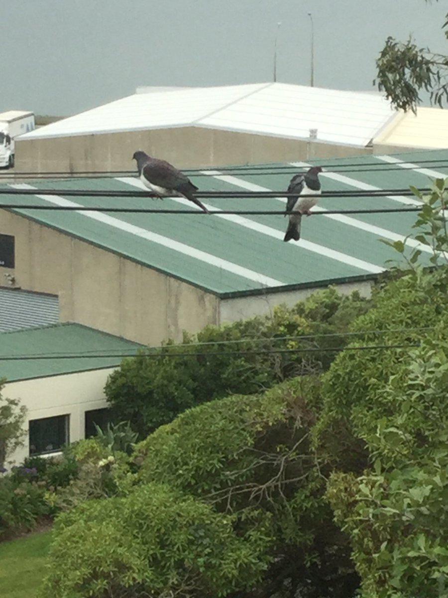 excellentwretch's tweet photo. The kererū while not unfamiliar in the neighbourhood, are taking a few liberties. God Defend New Narkland @southernscoop #thebirds #hitchcock #narks https://t.co/dXQrep10CX