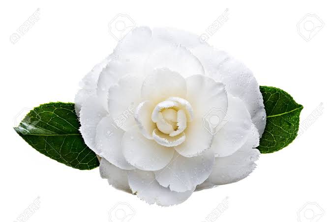 @Celavunat Semangat selalu ya, ini sedikit hadiah dariku. *2DFess