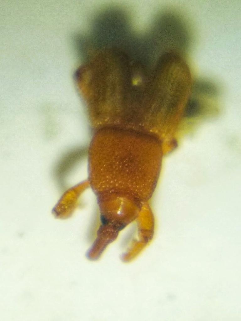 Edurafi's tweet photo. Answer: it is a rice weevil. D pic I shared had its compound eyes. Most of u must have seen it in your homes. One of the most common pest. Many of you guessed it correctly. Thanks for answering. #scicomm #ScienceFromHome #science #ScienceTwitter https://t.co/AV943Vh1Nv
