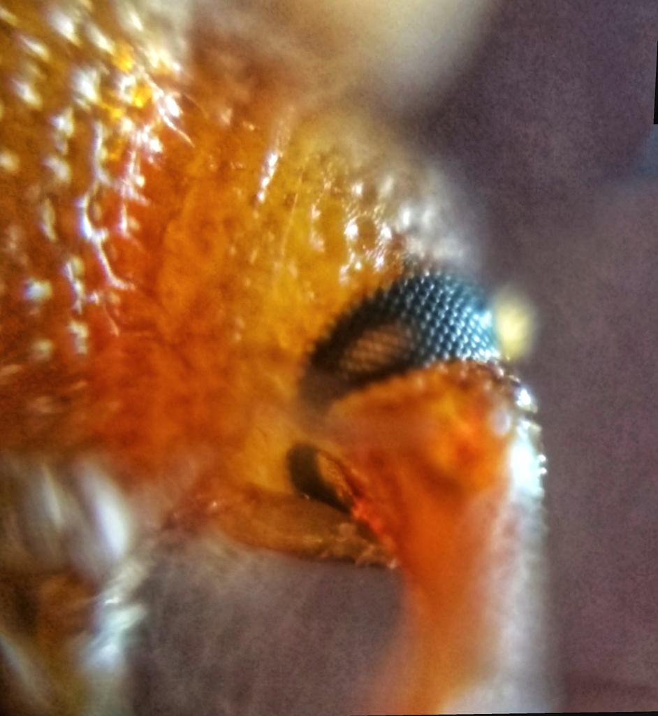 Edurafi's tweet photo. Answer: it is a rice weevil. D pic I shared had its compound eyes. Most of u must have seen it in your homes. One of the most common pest. Many of you guessed it correctly. Thanks for answering. #scicomm #ScienceFromHome #science #ScienceTwitter https://t.co/AV943Vh1Nv
