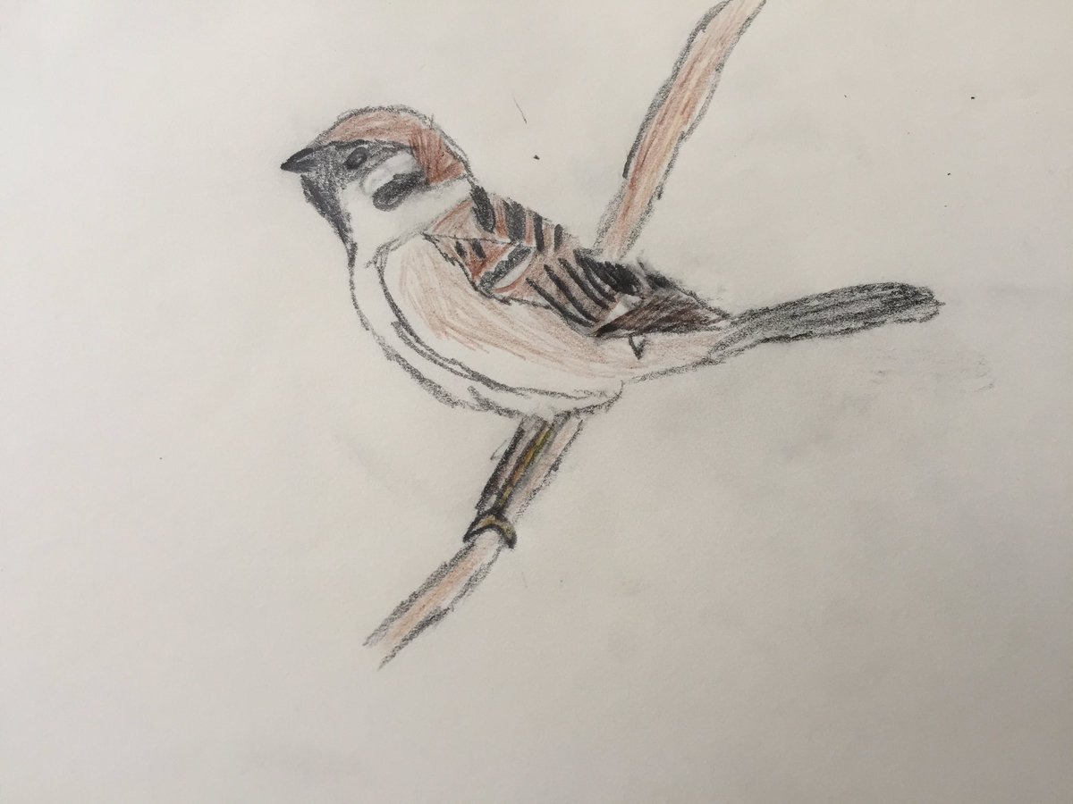 Mosyakid Twitterissa スズメ 小学1年 6歳の時の絵です 分ほどでサラサラ っと 模写好きの小学生の娘が描きました 小学1年生 6歳 スズメ 鉛筆画 色鉛筆画 Mosyakid