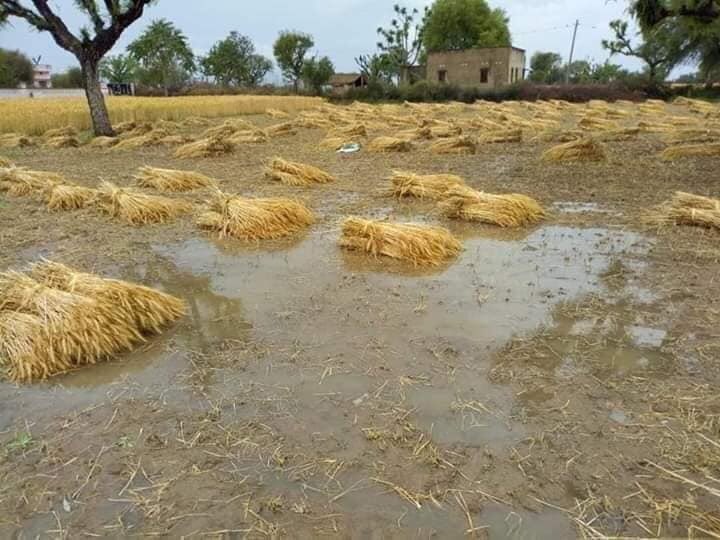 पड़ी होगी किसी की #दौलत तिजोरी में साहब #किसानों का तो सोना ही पानी में तैर रहा है😢@DevrajChad @Oye_Lolwa @drsomyagurjar @DDNational @harshkhatana13 @gopal_bassi @chitraaum @Seema19881 @himmatsinghgur1 @ChouhanShivraj @BairwaPrashant