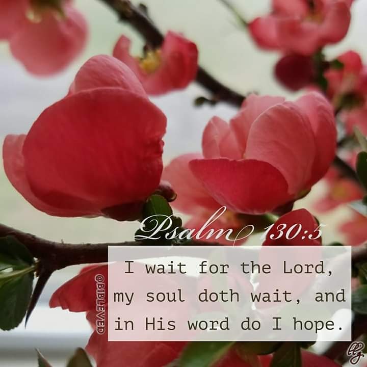 Bibleved7's tweet photo. Psalm 130:5~
"I wait for the Lord, my soul does wait, and in His word do I hope."📖 Bible Verse Each Day #bible #God #Jesus #Christ #christian #Savior #gospel #photography #nature #creation #flowers #quince #waitonthelord #wait #soul #IhopeinGodsword #GodsWord #truth #Scripture https://t.co/mKtiK5nQYw