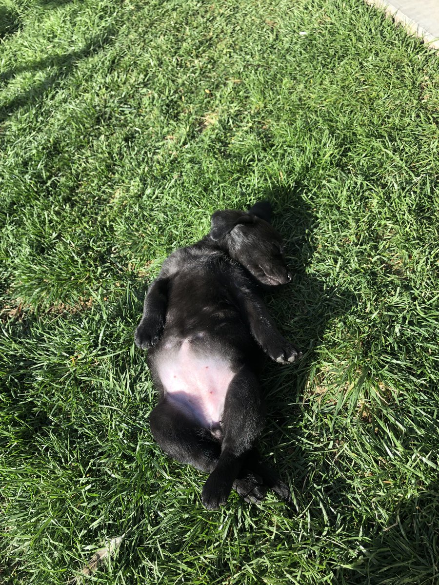 aubrie2200's tweet photo. My puppy has only been with us for 5 days and she is already on a sleeping schedule and barely wakes me up at night🥺❤️ she’s such a good girl🐾 https://t.co/M7qb8qVZZs