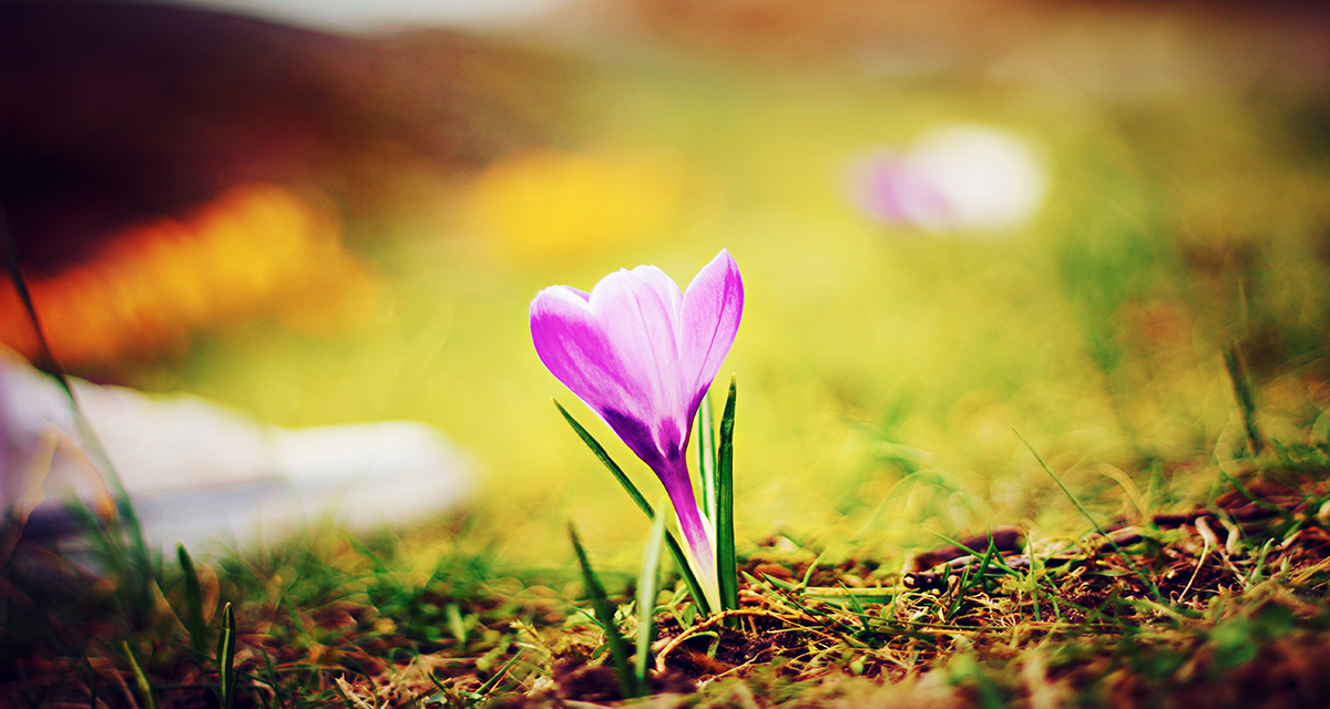 Spring is around the corner, and the beautiful flowers will bloom. Do your part to stay healthy, and let's pray for all those fighting.