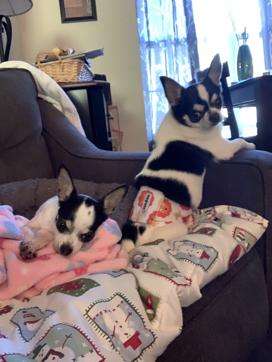 Miss Voos tweet media