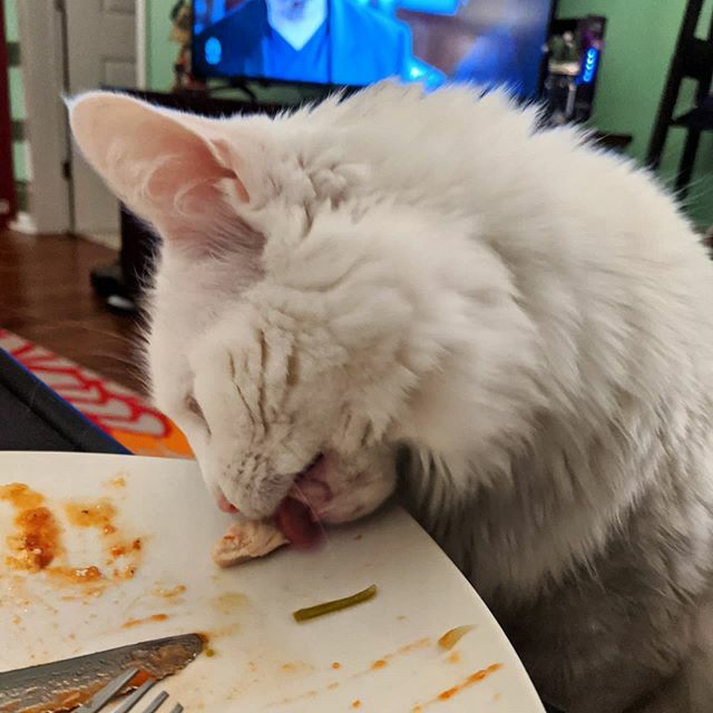 corza513's tweet photo. Mmmm chicky parms
#catstagram #cats #cat #catsoftheday #catoftheday #catsofinstagram #cats_of_instagram #cats_of_world #catsoftheworld #catloversclub #cute #gatos #gatitos #linda #snowflake #catscatscats #caturday #chat #lechat #kitty #kittensofinstagra… https://t.co/xkeNQ1LHgs https://t.co/G3NHuvIWSG