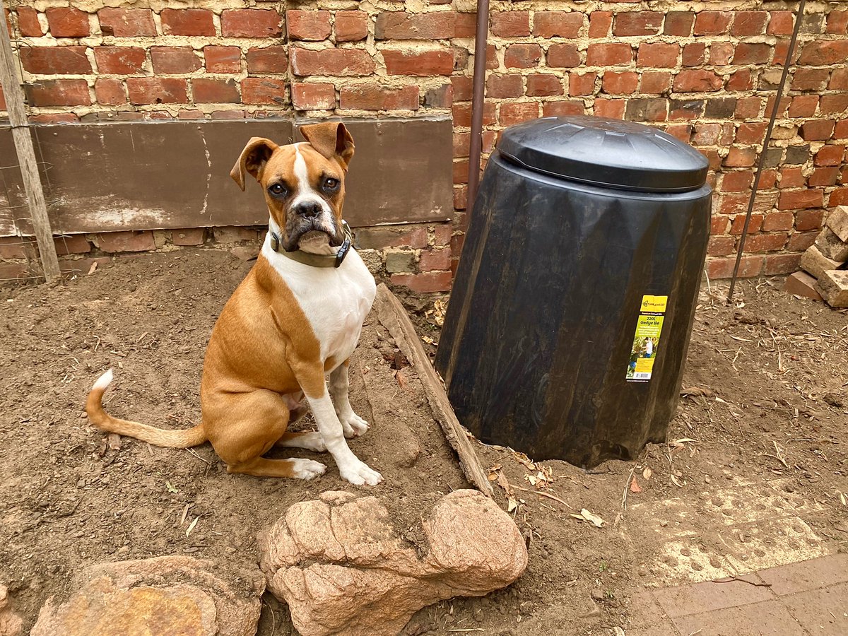 johnsffp's tweet photo. “Faster more intense” he’s a tough director! In the first episode of Ollie's Backyard, Ollie and John setup &amp; explain our to use a compost bin for your veggie garden: https://t.co/zZkRDetPLV

 #gardening #starwars #filmmaking #youtube #dogsoftwitter @donttrythis @StarWarsExplain https://t.co/0Wf8kwAZm3