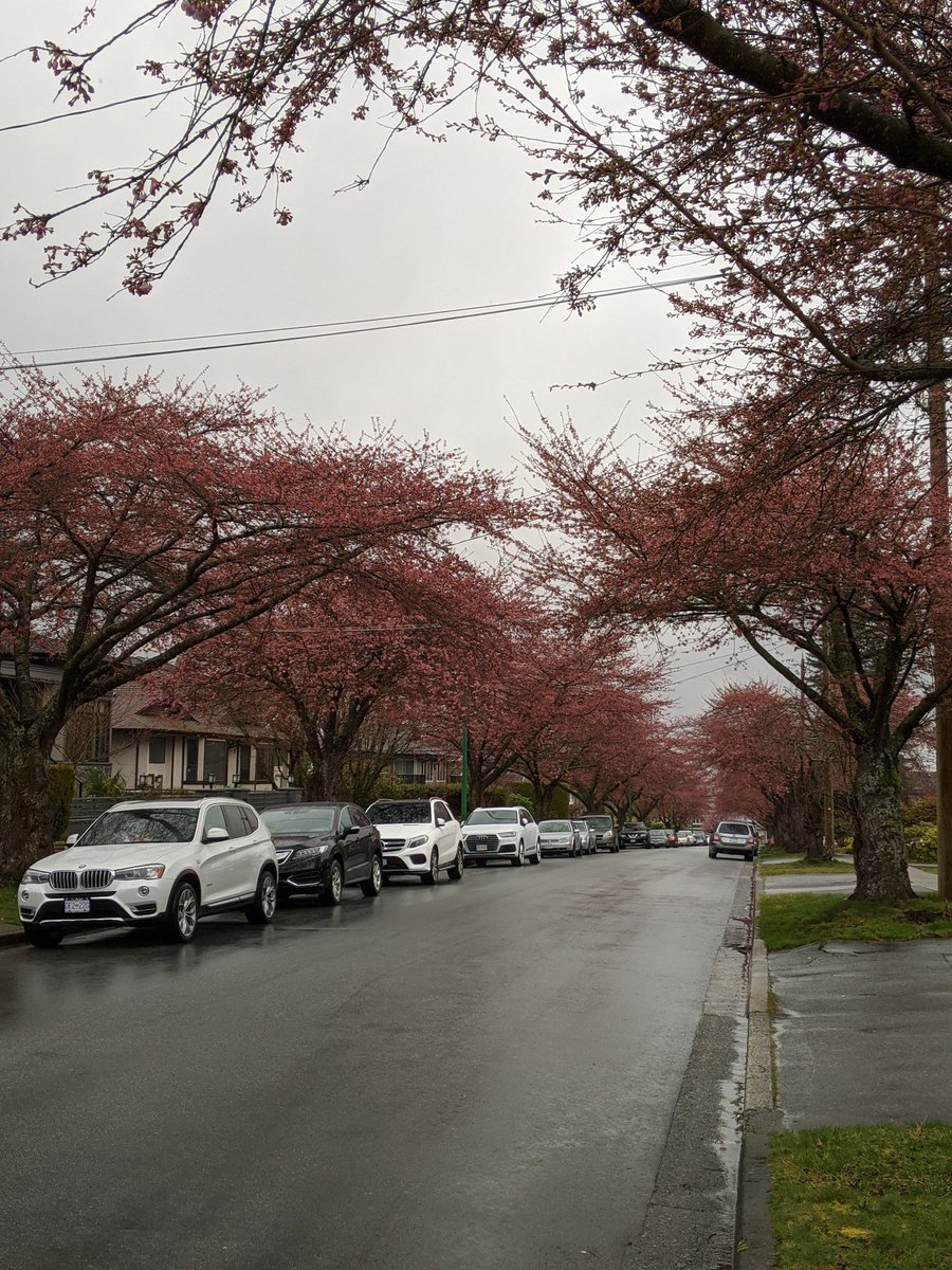 Noticable difference between yesterday and today, even with the rain. #CherryBlossoms  #CherryBlossomDaily