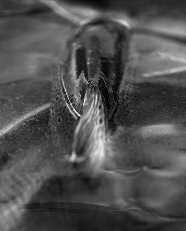 Lamson Fly Fishing tweet media