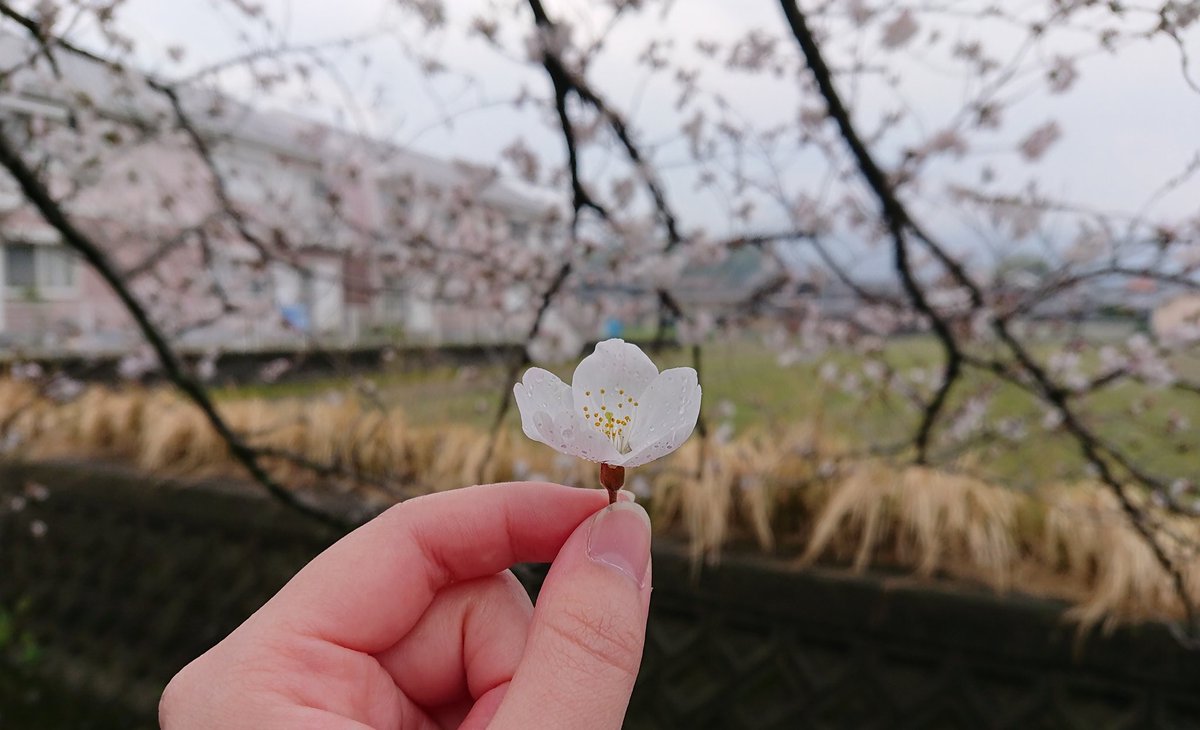 大和工藝 公式 出勤途中にみた水墨画みたいな二上山と 桜がキレイだった 奈良の魅力を伝えよう さくらの日 さくら
