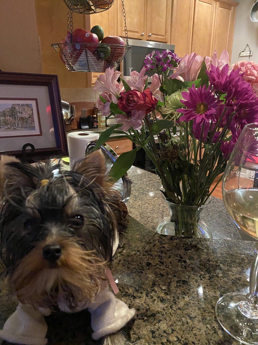 piapax1's tweet image. Pia & I listening to Bill Gates! 😯
#CNNTownHall
@andersoncooper Thank you for having Smart People on your show!
#LearnTo WashYourHands & Thumb🎓😂
#LifeOverMoney
#StayHome it’s Not so bad! 🤷🏻♀️
Need advice, Pia & I are here! 😂
#DogsAreLove DogsOfTwitter