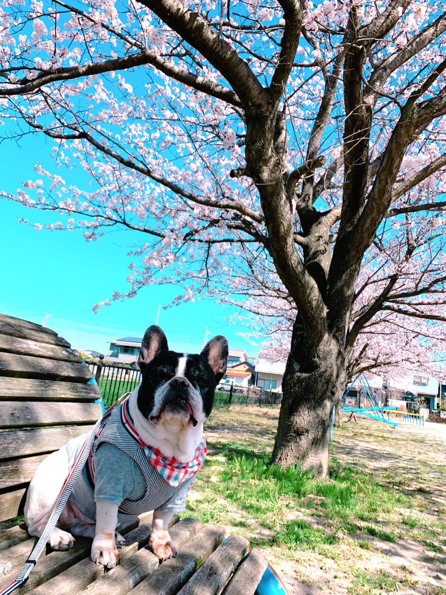 HugRose69's tweet photo. 桜とてんてん

#さくら🌸
#さくらの日 https://t.co/NV3jPVATMk
