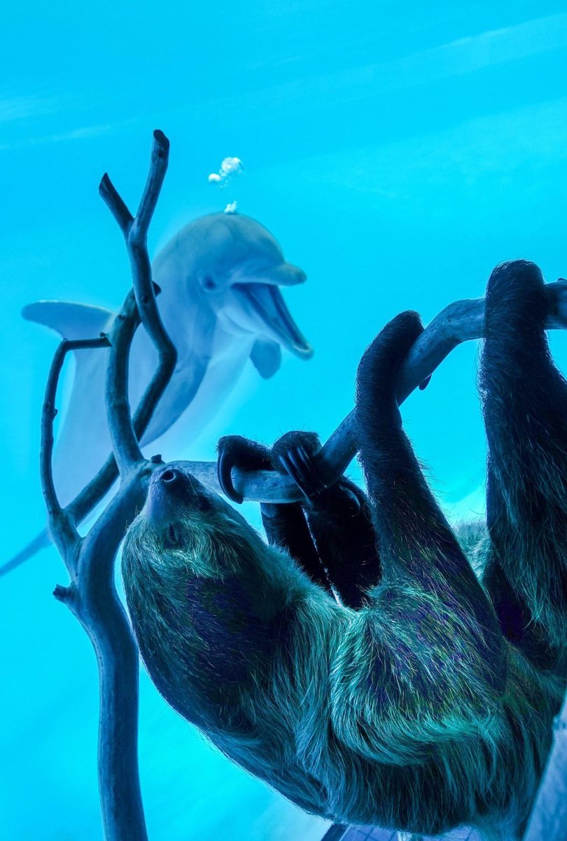 FastestSlothEvr's tweet image. slöth whent on rode trip to day. Saw dollfin, he go: &apos;&apos;eer err ee eeer&quot;&apos;