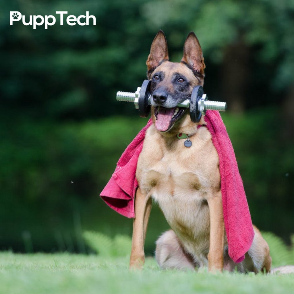 PuppTech's tweet image. Whether you're hiking, walking, playing ball or just plain chilling out with your doggo, being outside is the perfect way to spend an afternoon, for them and for you, especially during this time of social distancing. 

#getoutsidewithyourdog #socialdistancing