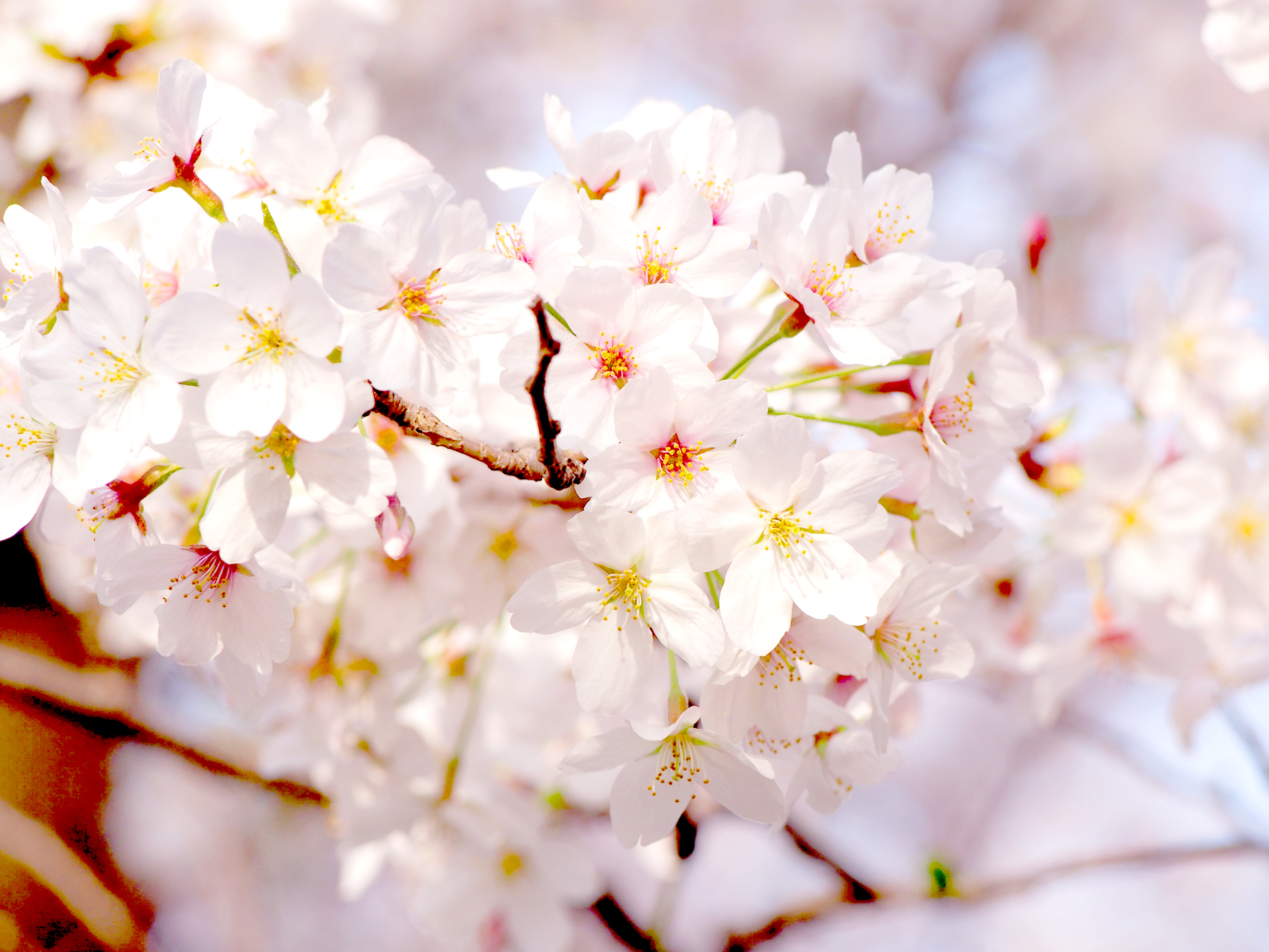 もじゃクッキー 過去の写真でエア花見 さくらの日 桜 エア花見 T Co Jhtywqftjq Twitter