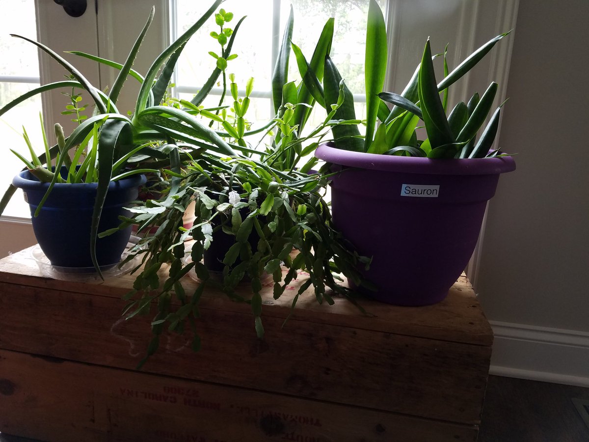 GirlWithRedPen's tweet photo. Day 9 of lock down and my 10 yo and I named our houseplants. I made labels with my label maker.
I'm living my best life, guys. https://t.co/3szhsqGWvn