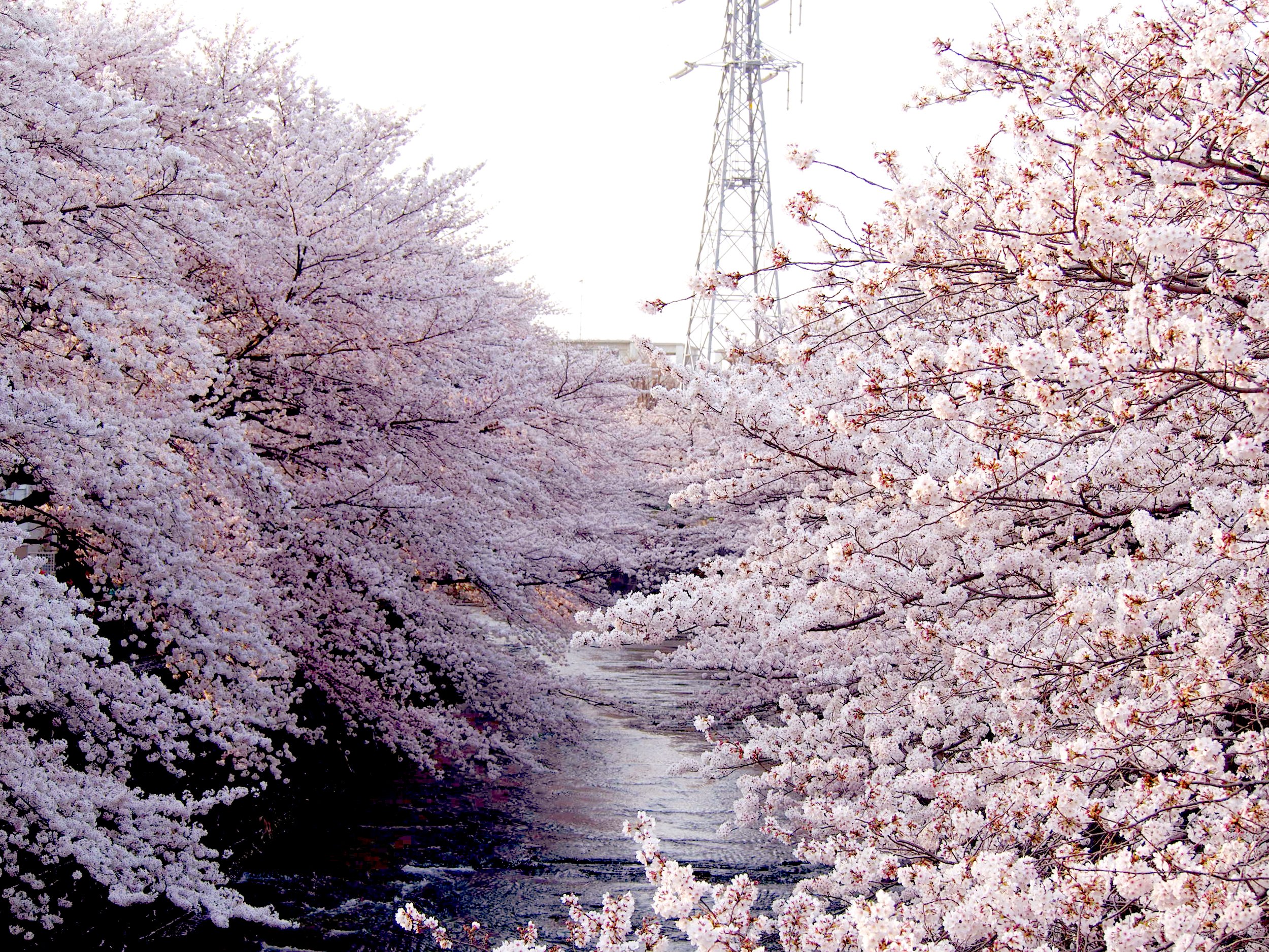 もじゃクッキー 過去の写真でエア花見 さくらの日 桜 エア花見 T Co Jhtywqftjq Twitter