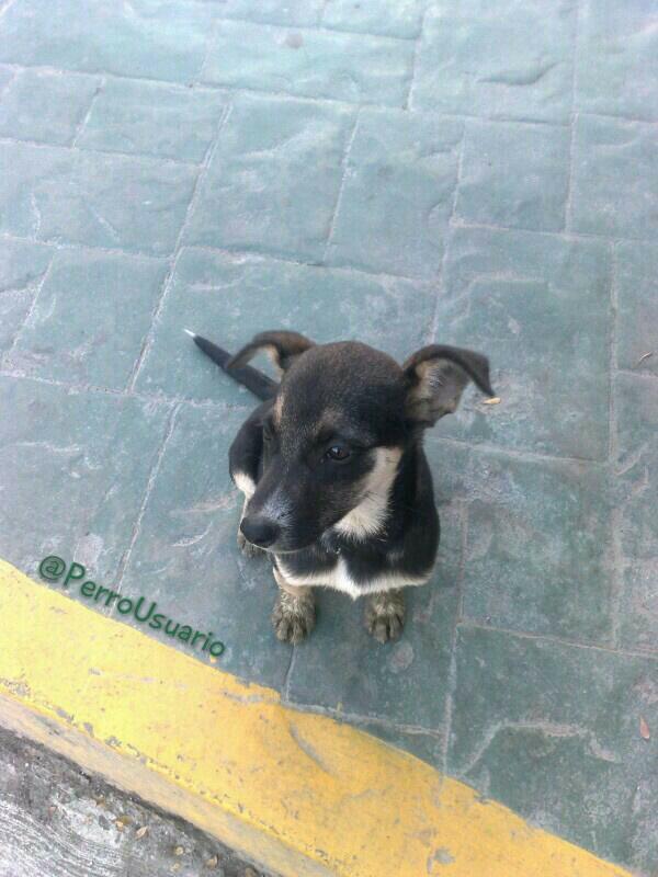 PerroUsuario's tweet photo. Este caballerito muy educado quiere que tengas, desde temprano, un bello día y por eso espera para saludarte.  Y si le dices que le darás un hogar, siempre estará a tu lado      https://t.co/1ASTntRAow