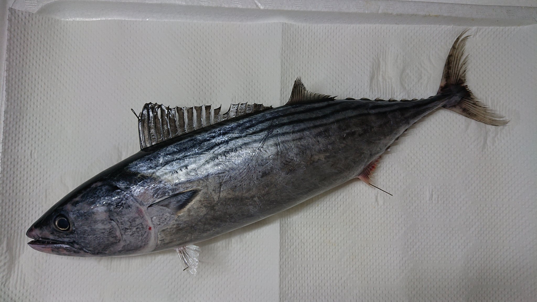 受験生のながおさ ハガツオは 歯 が鋭いから歯鰹と思いきや 長崎では 羽かつお の表記が多いです 広域で見ないと分かりませんが 元から呼ばれていたのかな と思います T Co 0myg9hgscp Twitter