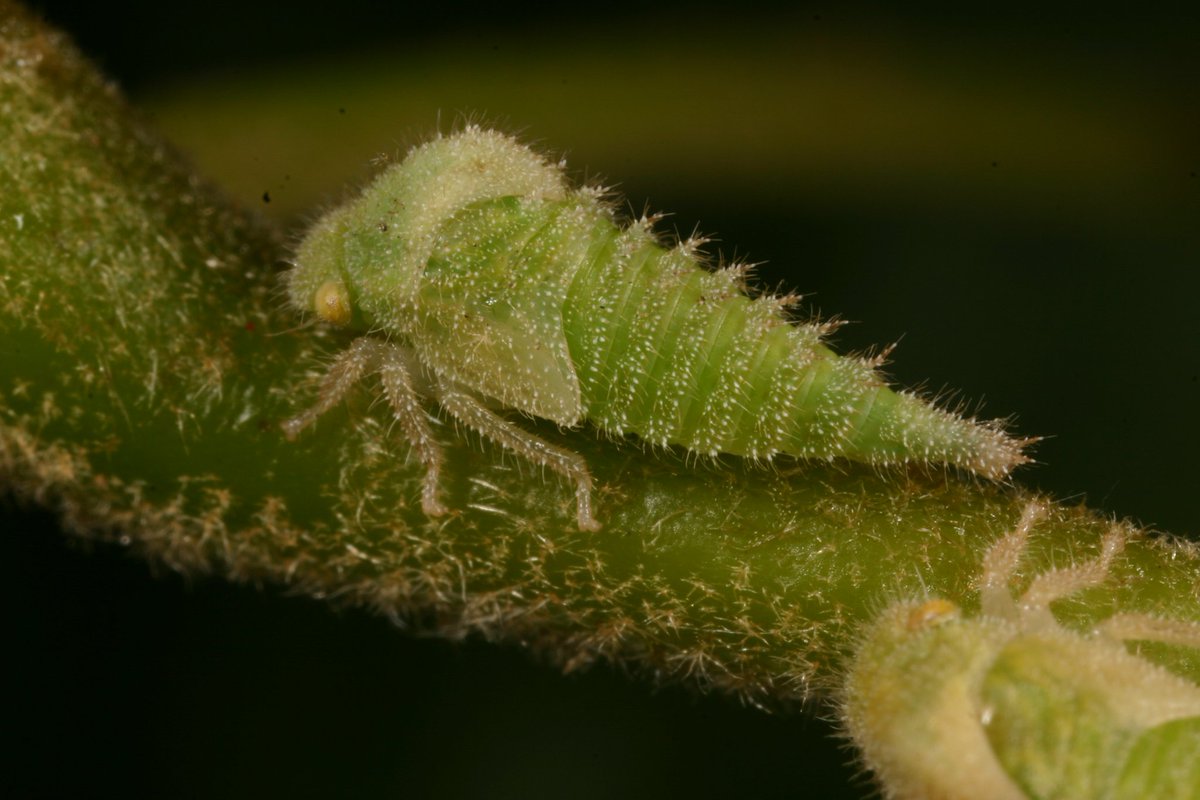 BiophileB's tweet photo. Quarantine threw off my sense of time and #TreehopperTuesday. Here's an oak cutie that is set to emerge now-May or so, where it occurs in North America. Cyrtolobus arcuatus, maybe. A 5th instar nymph. https://t.co/gVKfW6BoUu