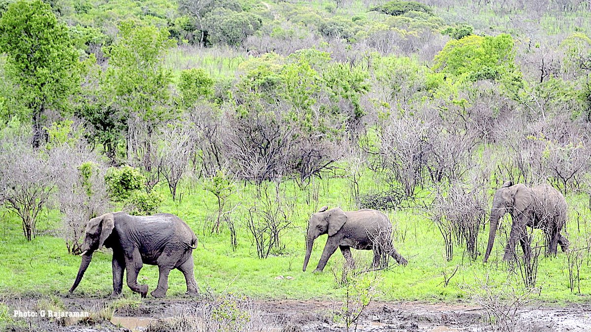 g_rajaraman's tweet photo. Maintain Social-distancing if and when you step out of home #Lockdown #Day3 #Elephant #FromMyLibrary #Photography #Nature #Positivity #Habitat #Environment #LearningFromAnimals https://t.co/3upkkrHgGT