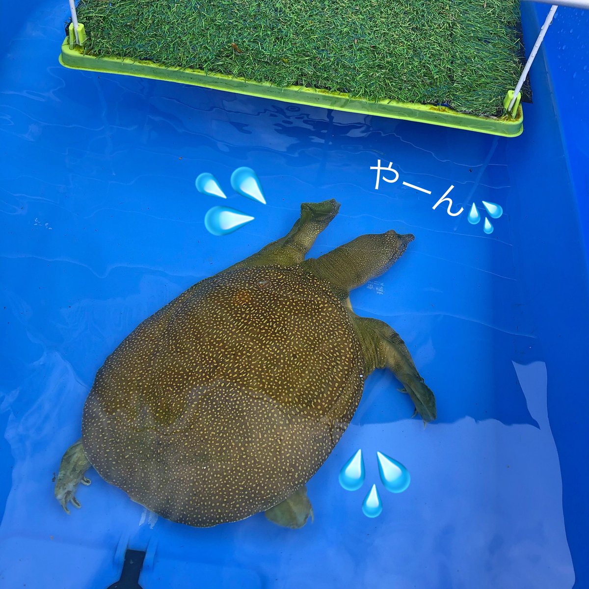 スッポン飼育 スッポン飼育