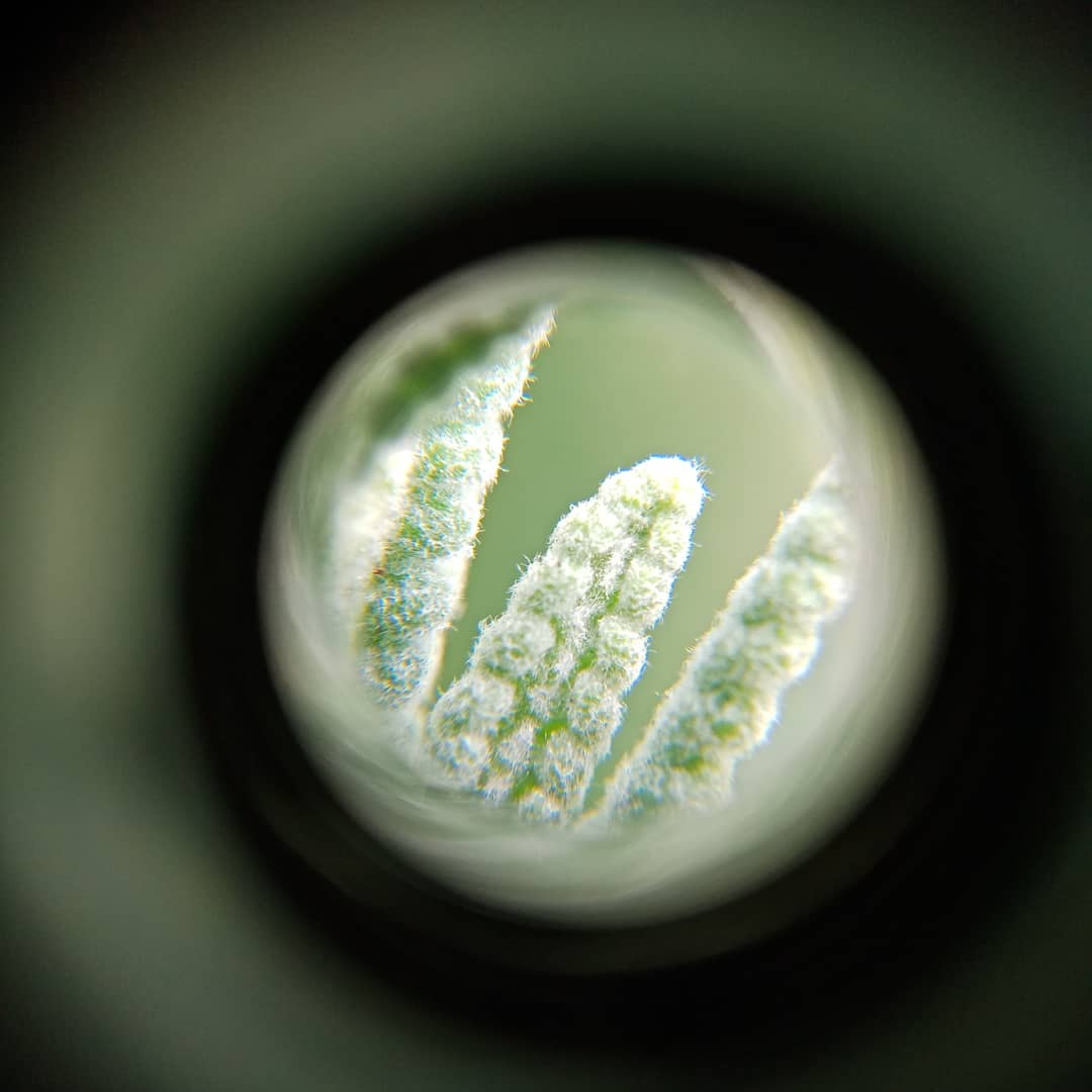 Marija_NZ's tweet photo. Lockdown day 2 - still obsessed
with my microscope #lockdownnz #COVID19nz #microscopefun https://t.co/mqJjLvT05S