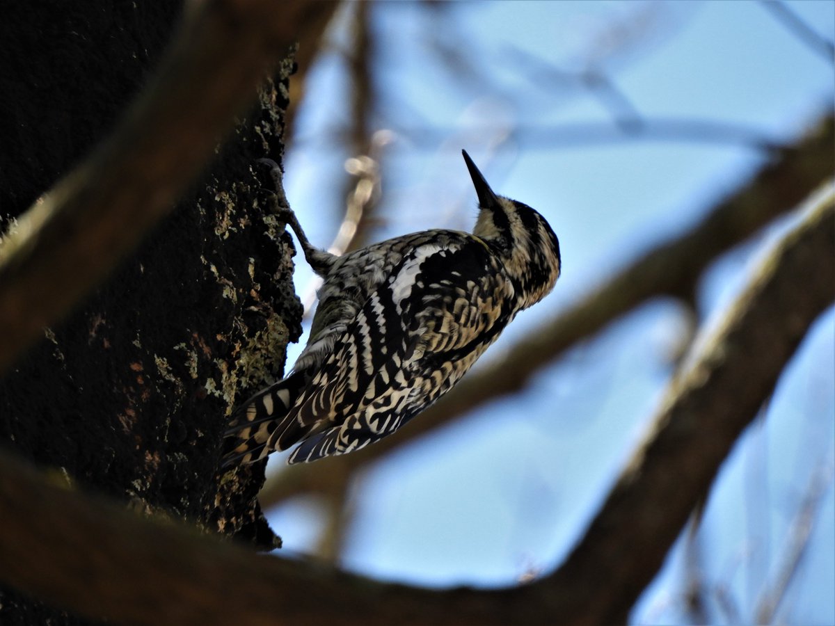 EvelinePinseel's tweet photo. A bird a day keeps the doctor away? I'm at least going to give it a try. Today, I spent 15 minutes underneath a tree, trying to capture this little Red-cockaded Woodpecker on camera. #QuarantineBirding #BirdsofArkansas https://t.co/rY3J6Q6izD