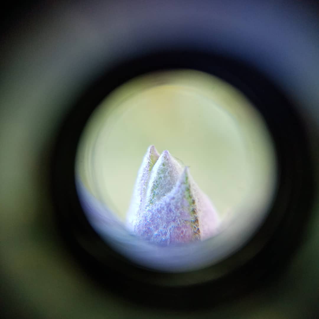 Marija_NZ's tweet photo. Lockdown day 2 - still obsessed
with my microscope #lockdownnz #COVID19nz #microscopefun https://t.co/mqJjLvT05S
