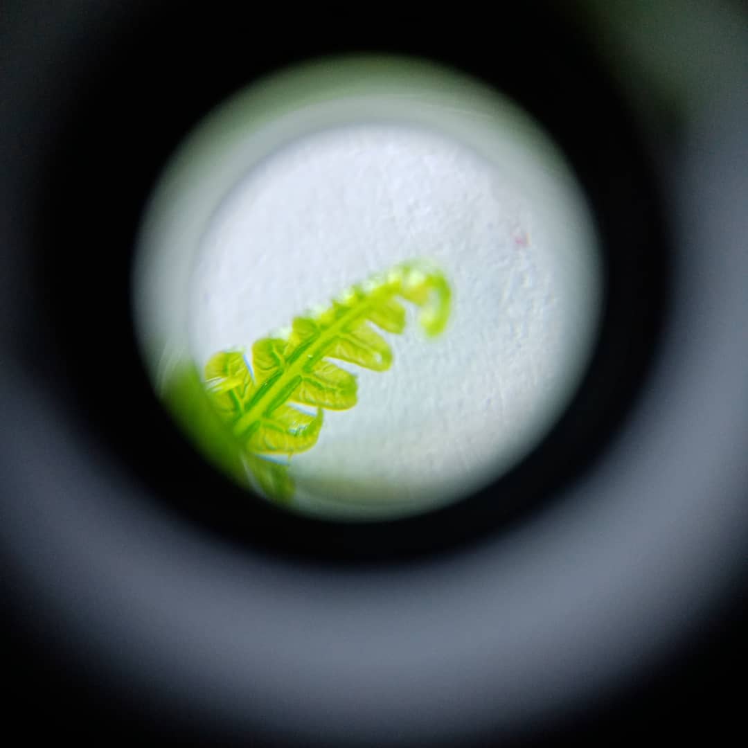 Marija_NZ's tweet photo. Lockdown day 2 - still obsessed
with my microscope #lockdownnz #COVID19nz #microscopefun https://t.co/mqJjLvT05S
