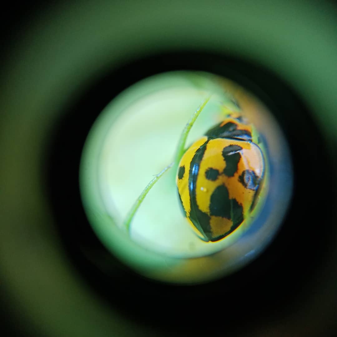 Marija_NZ's tweet photo. Lockdown day 2 - still obsessed
with my microscope #lockdownnz #COVID19nz #microscopefun https://t.co/mqJjLvT05S