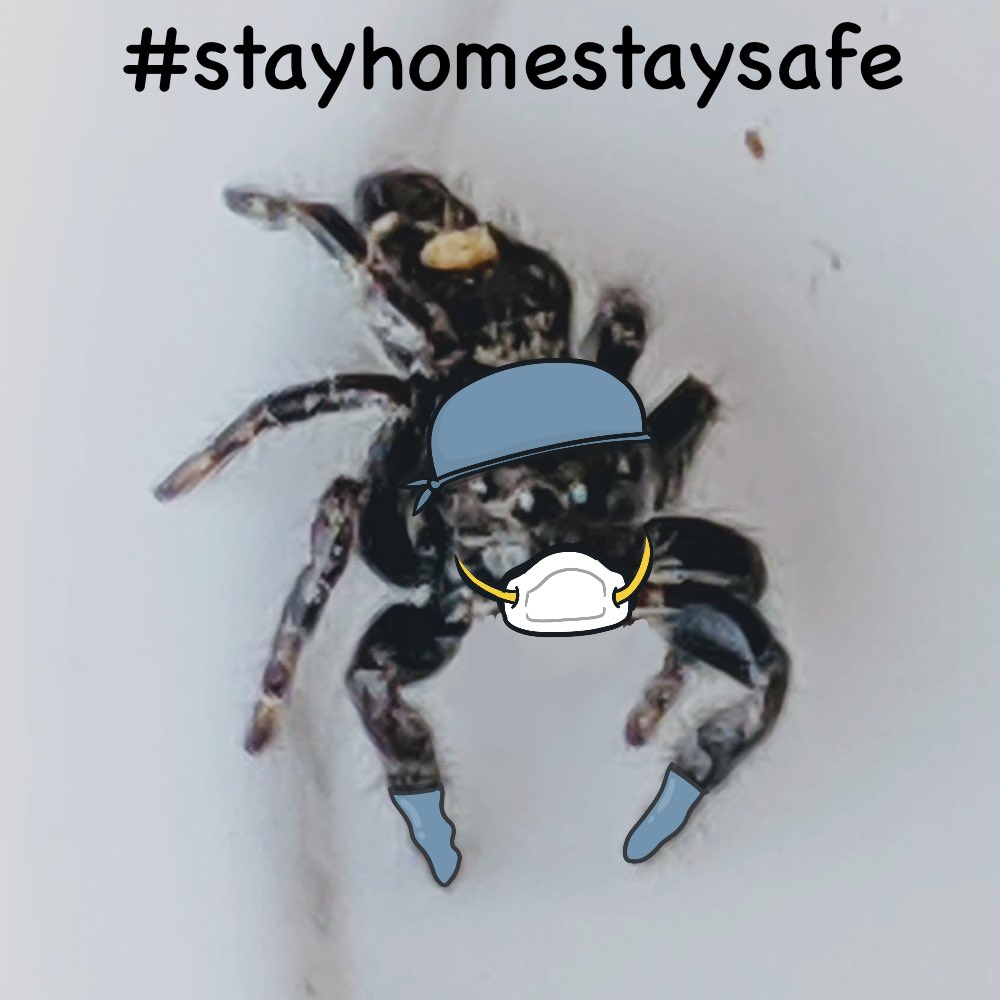 Health professional hero spider reminds you to stay safe by following CDC guidelines! Special thank you to Tabatha for sharing her adorable spider picture with me so I could make more #SpidersInHats.